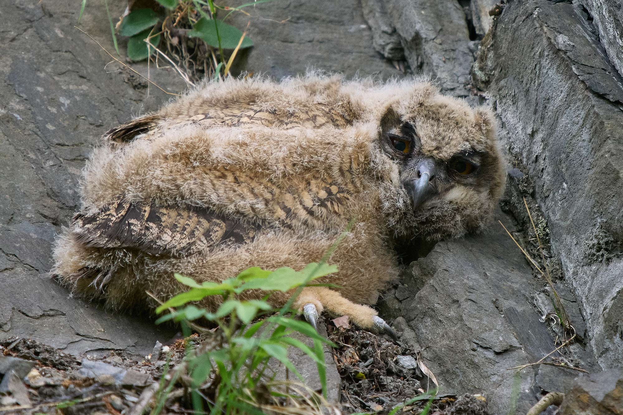 Výr velký (Bubo bubo)